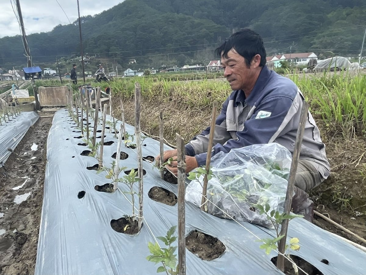 Ông Hoàng Gia Hùng ở xã Ka Đô bị thiệt hại rất nặng nề trong trận lũ nhưng với tin thần bám đất, giữ nhà, ông đã cùng gia đình gượng dậy tiếp tục gieo trồng cho kịp vụ rau Tết. Ảnh: Phạm Hoài.