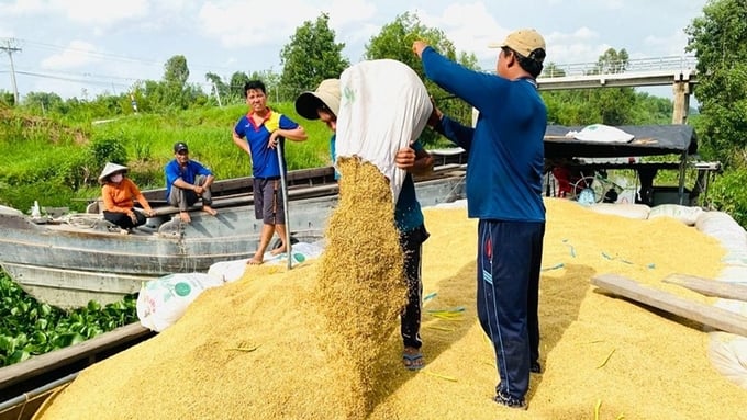 Cập nhật giá lúa gạo hôm nay 19/8/2026 mới nhất