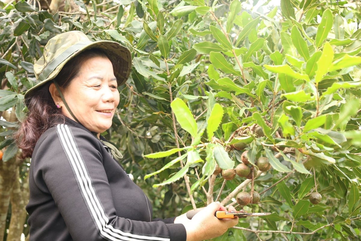 Bà Dung bên những chùm quả mắc ca trĩu hạt. Ảnh: Thanh Tâm.