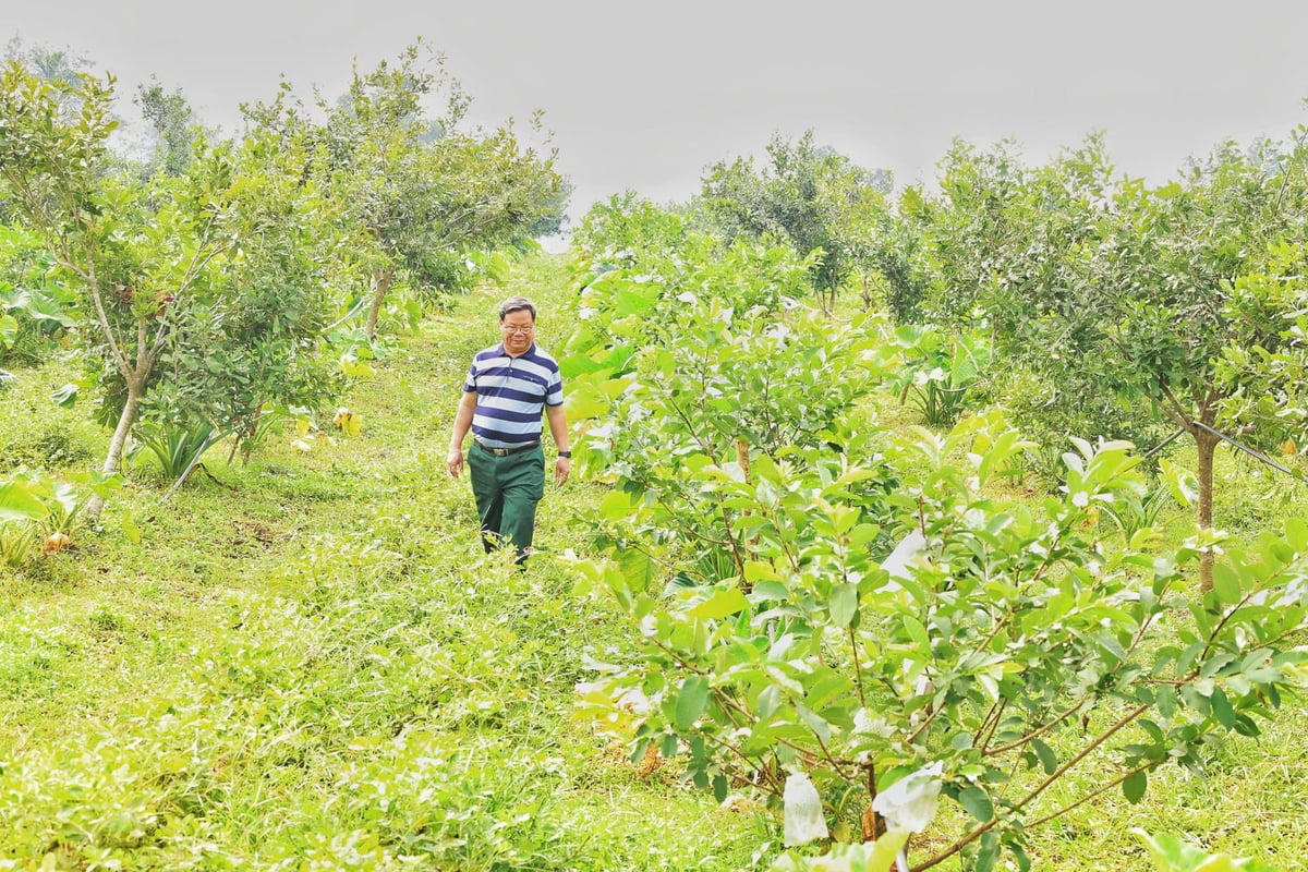 Giữa những hàng mắc ca ông trồng xen canh lạc để giữ độ ẩm cho đất, trồng ổi để tăng năng suất. Ảnh: Thanh Tâm.