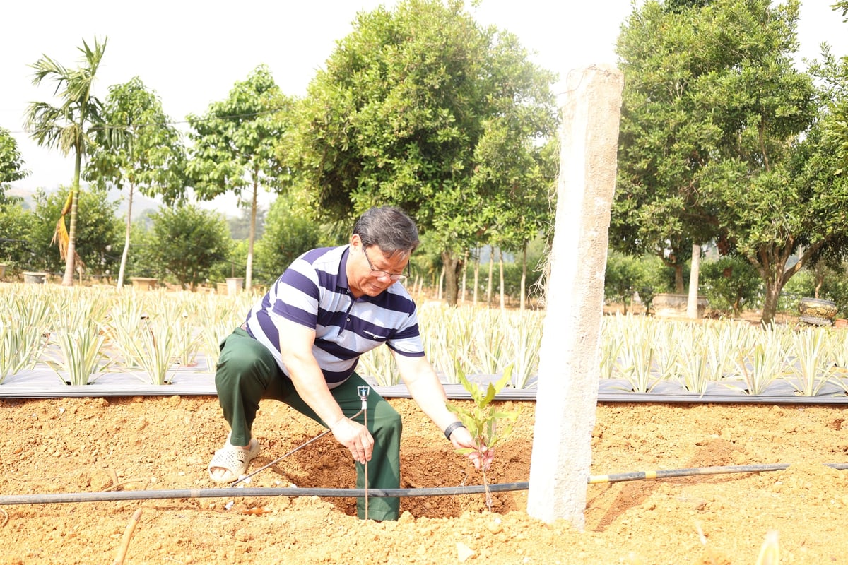 Ông Hồ dùng cột bê tông để cố định cây tránh gió bão. Ảnh: Thanh Tâm.