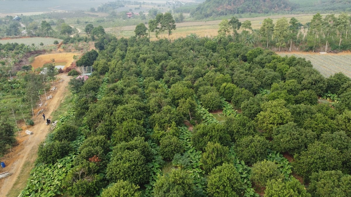 Ghi nhớ lời dặn của cố Phó Thủ tướng, ông Hồ mạnh dạn chặt bỏ 1ha keo chuyển sang trồng mắc ca. Ảnh: Thanh Tâm.