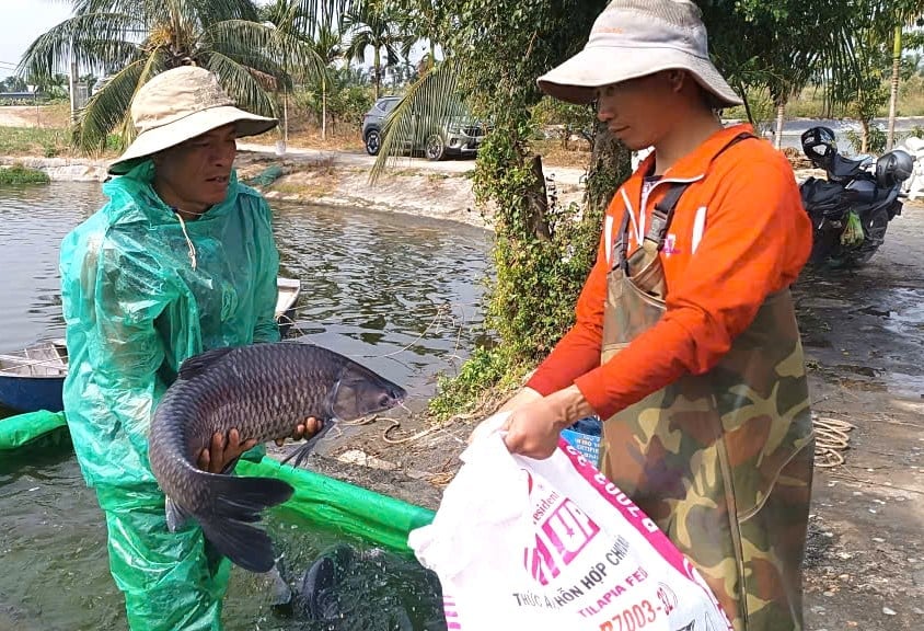 Nghề nuôi cá trắm đen giúp người dân phường Nam Triệu không chỉ thoát nghèo mà nhiều hộ còn vươn lên làm giàu. Ảnh: Đinh Mười.
