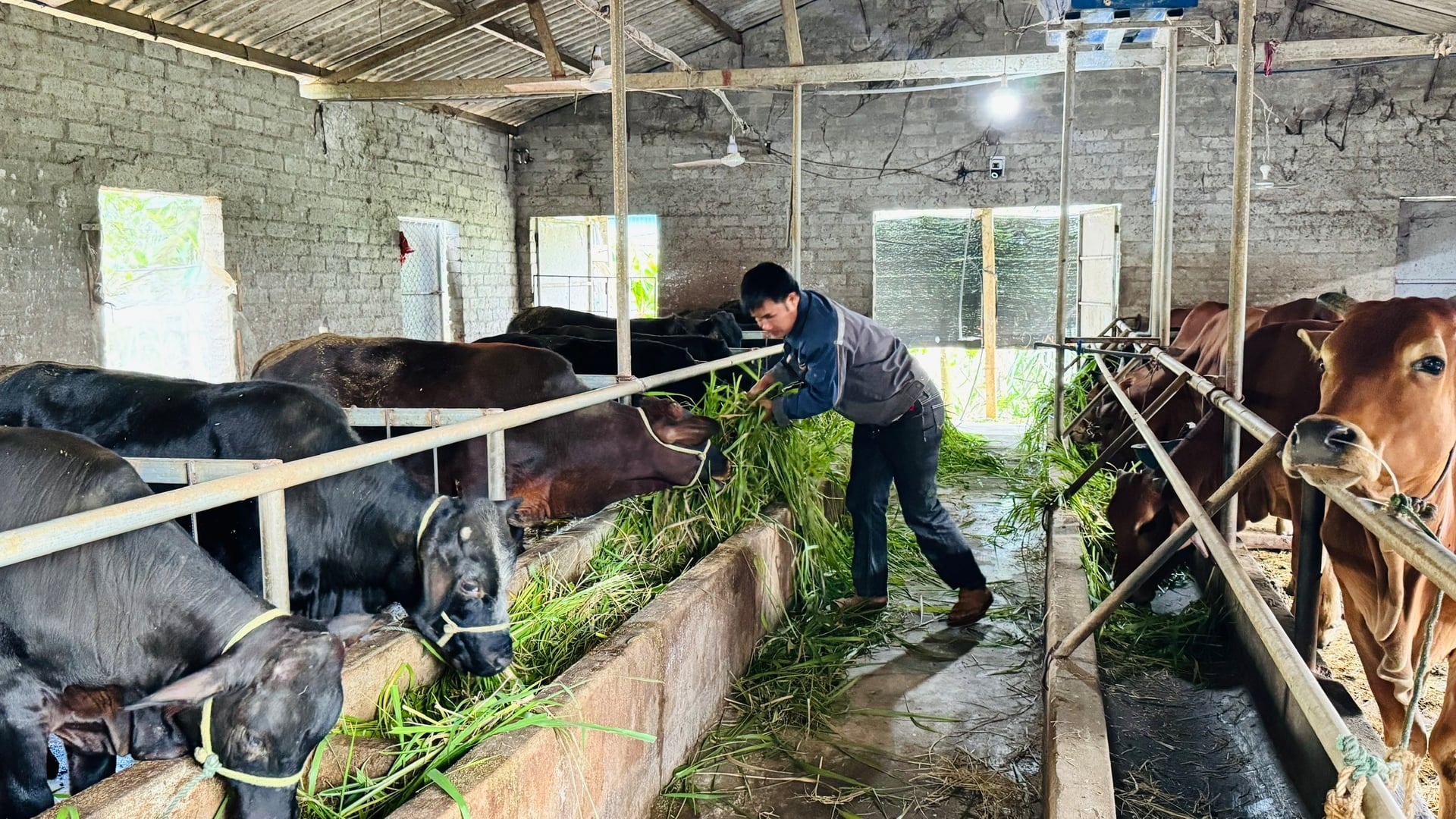 Người dân tăng khẩu phần thức ăn xanh, bổ sung tinh bột, khoáng chất và vitamin cho gia súc trong mùa đông. Ảnh: Ánh Nguyệt.