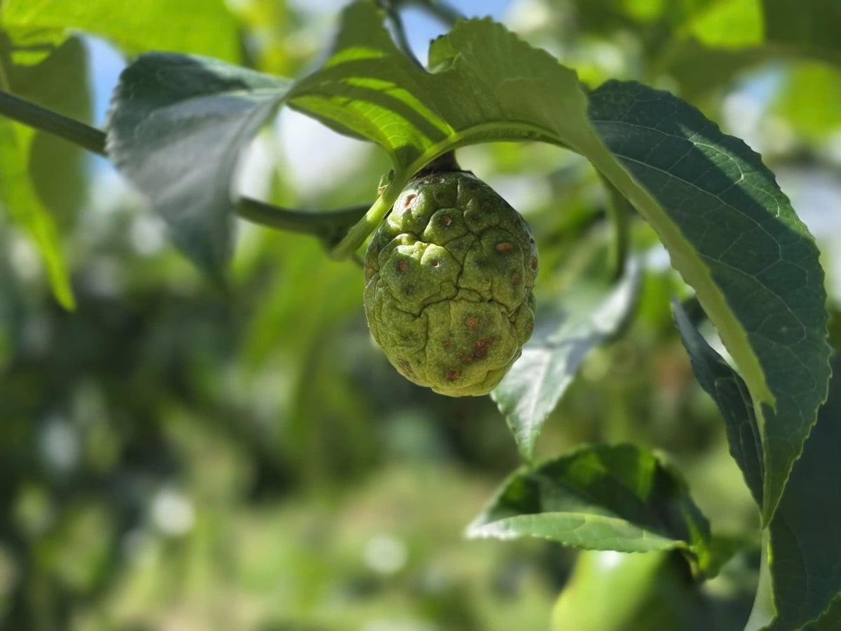 Bệnh đốm nâu đang hoành hành trên cây chanh leo. Ảnh: Tuấn Anh.