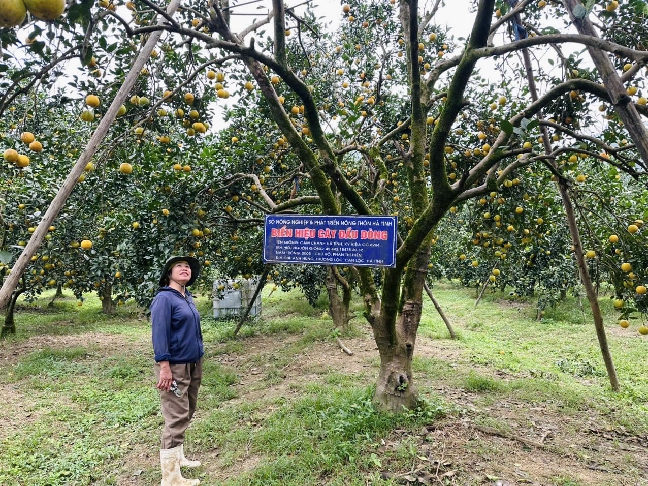 Dù gặp nhiều đợt mưa bão nhưng chị Phan Thị Hiền tại thôn Anh Hùng chưa bao giờ chứng kiến cam đạt năng suất cao như năm nay. Ảnh: Ánh Nguyệt.