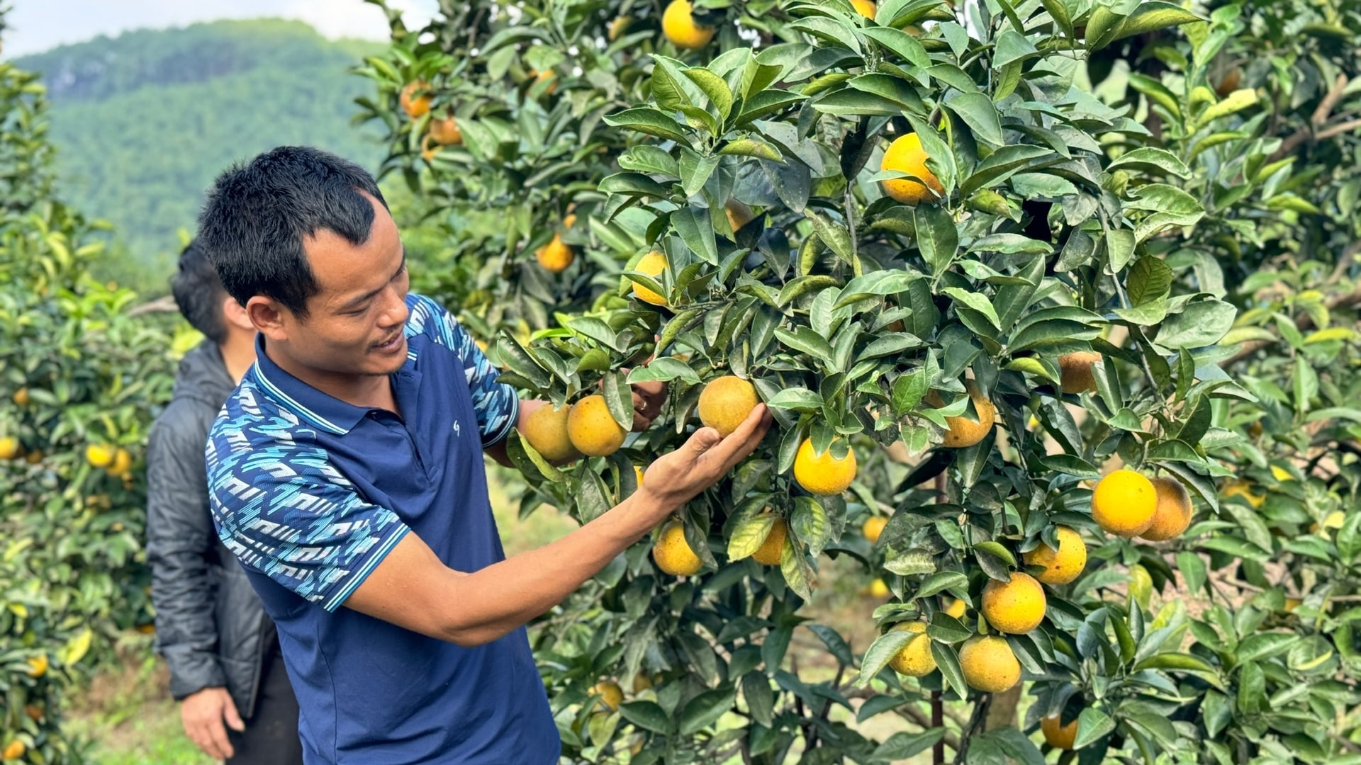 Các nhà vườn kiên trì sản xuất cam theo hướng hữu cơ, đầu tư hệ thống tưới nhỏ giọt giúp cam sinh trưởng, phát triển tốt. Ảnh: Ánh Nguyệt.