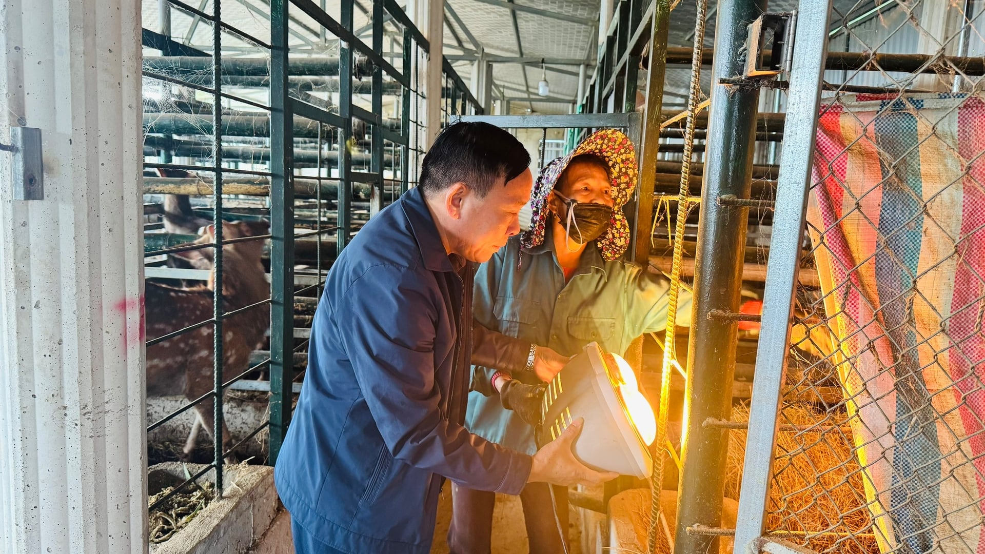 Người dân chủ động tăng cường nhiều biện pháp chăm sóc để đàn hươu luôn giữ được thể trạng tốt. Ảnh: Ánh Nguyệt.