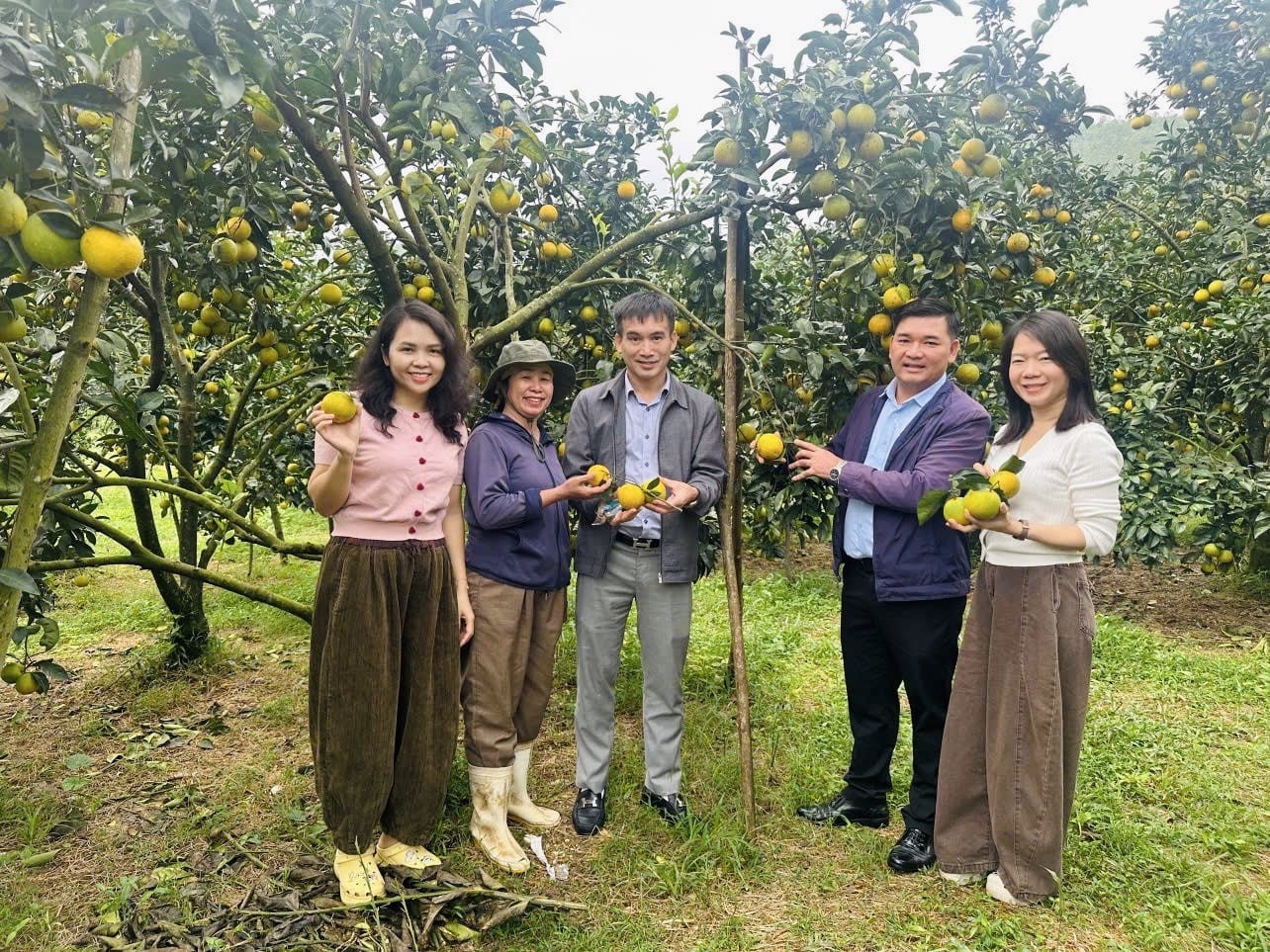 Các vườn cam giòn thu hút khách hàng tham quan. Ảnh: Ánh Nguyệt.