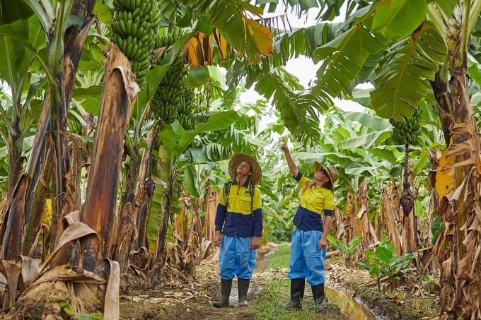 Chủng TR4 được coi là nguy hiểm nhất bởi tốc độ lây lan và khó kiểm soát. Ảnh: TL.