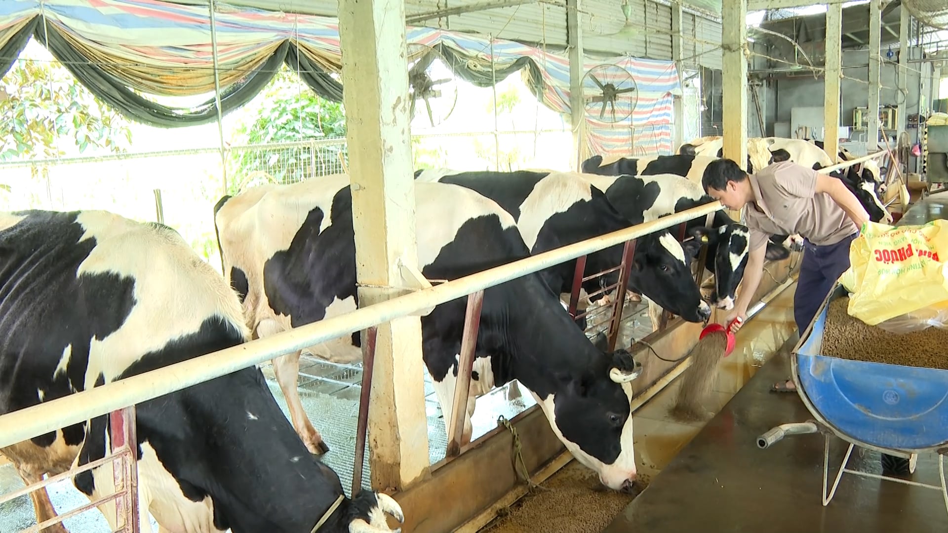 Chủ tịch Hội Chăn nuôi Việt Nam Nguyễn Xuân Dương cho rằng, chỉ cần thị trường minh bạch, người tiêu dùng phân biệt rõ đâu là sữa thật, đâu là giá trị dinh dưỡng đích thực, thì đàn bò sữa trong nước sẽ ùn ùn quay trở lại, chưa cần đến những chính sách quá lớn. Ảnh: Duy Học.