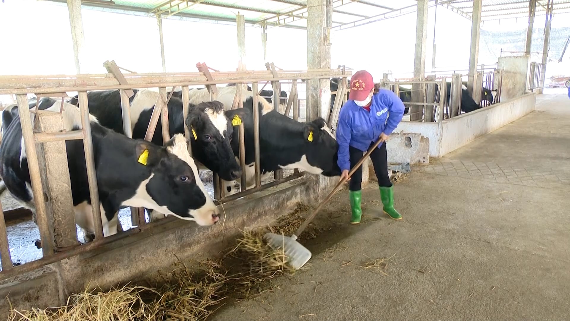 Khi tham gia chuỗi liên kết, các hộ chăn nuôi bò sữa sẽ yên tâm về đầu ra, cùng mua thức ăn với giá rẻ hơn, cùng tiếp cận dịch vụ kỹ thuật, thú y thuận lợi hơn. Ảnh: Duy Học.