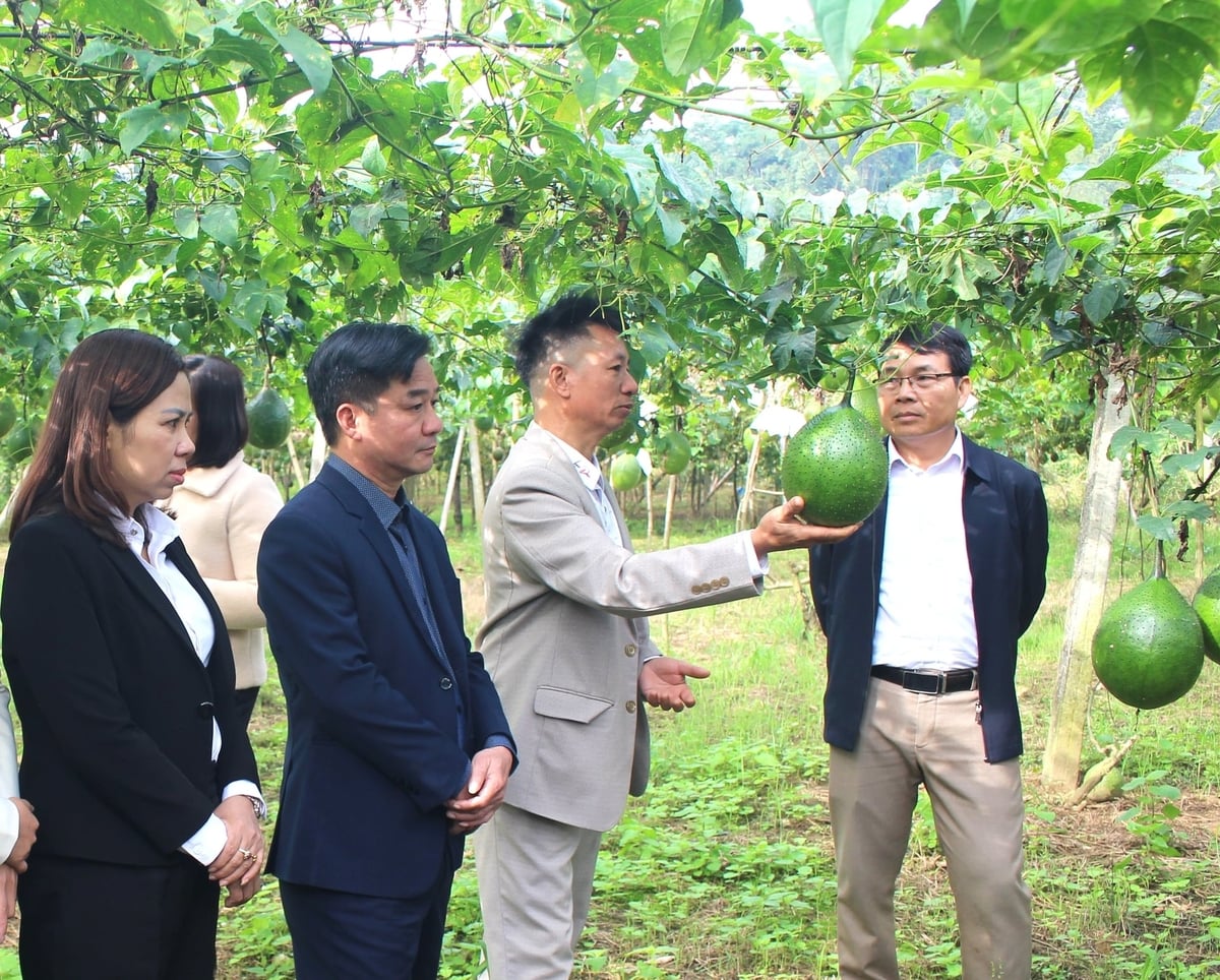 Nếu chăm sóc tốt, mỗi ha gấc cho người nông dân ở Tuyên Quang thu về 400 triệu đồng. Ảnh: Đào Thanh.