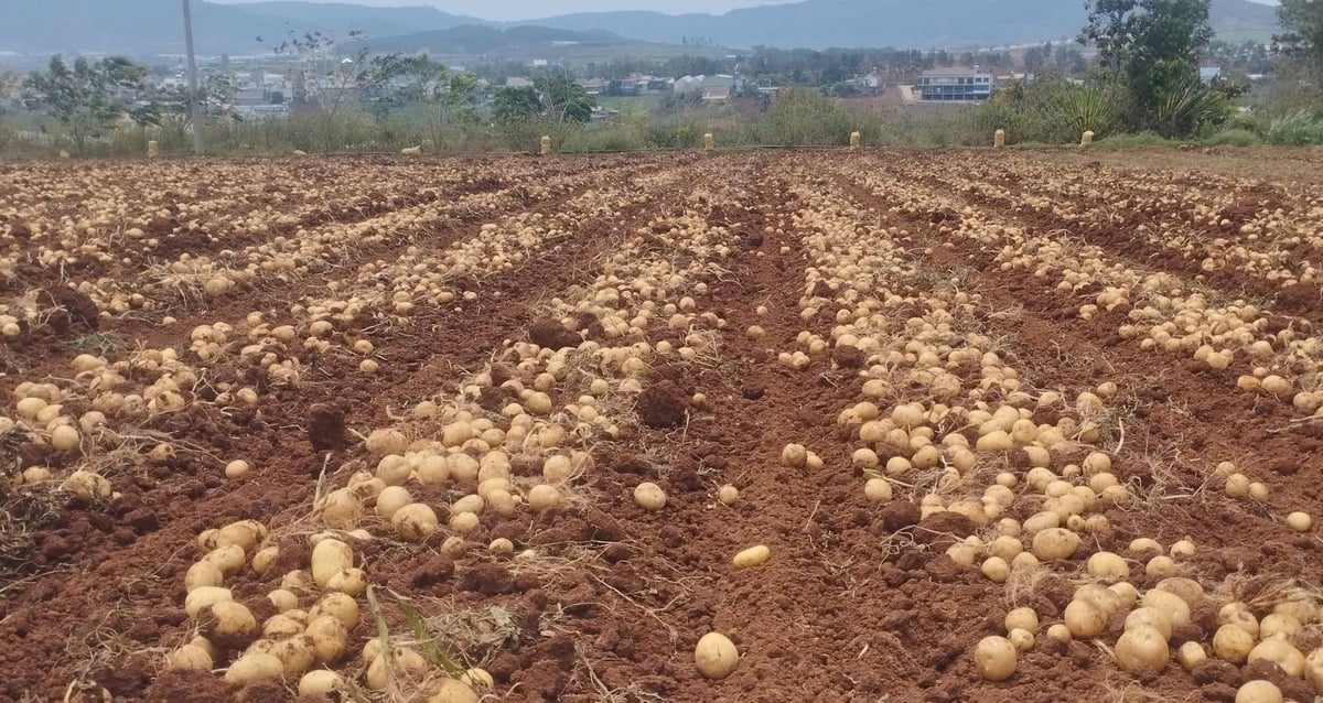 Mô hình sản xuất khoai tây nguyên liệu đạt nhiều kết quả khả quan về năng suất, thích ứng với thời tiết cực đoan. Ảnh: Lê Bình.