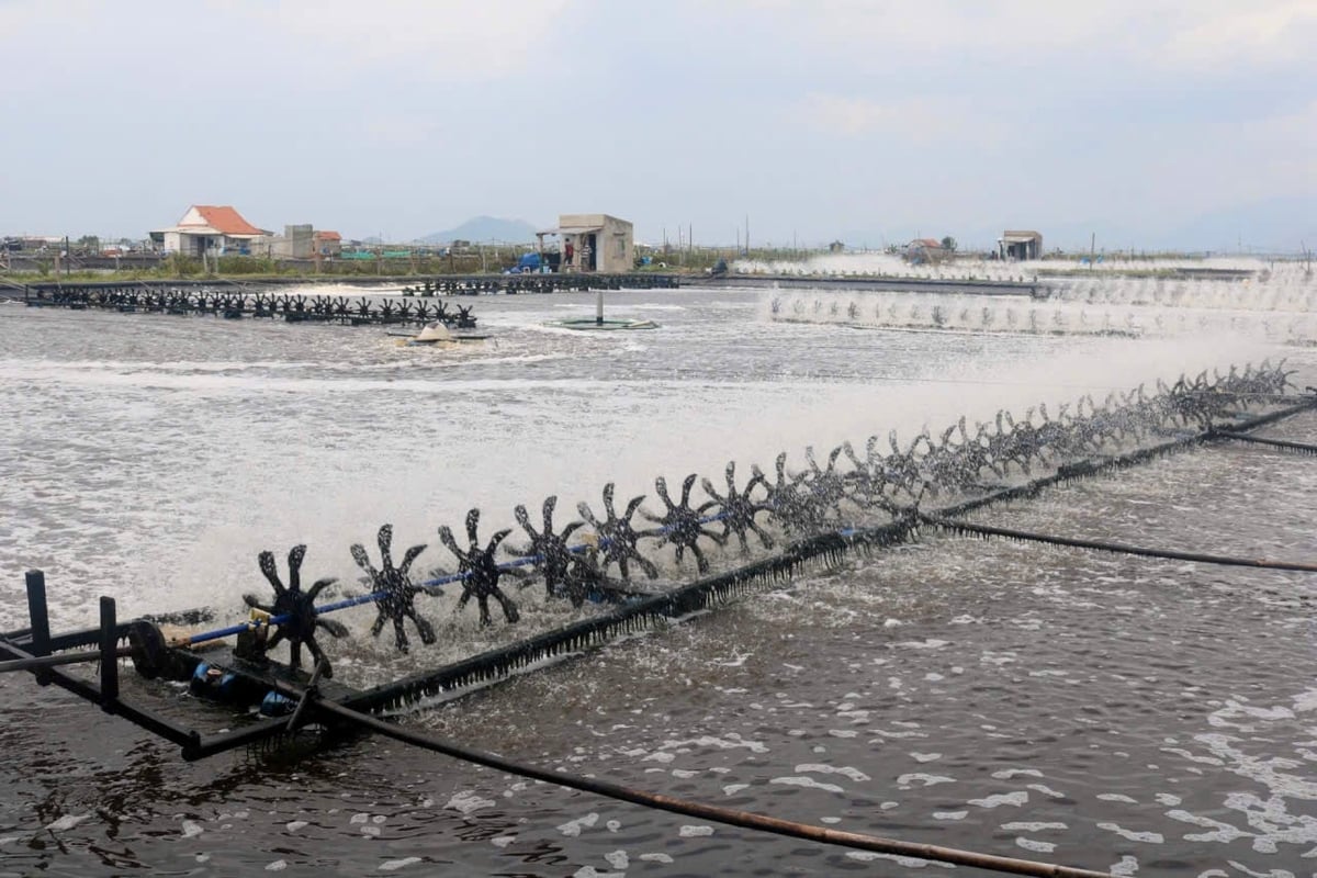 Nuôi trồng thủy sản trên địa bàn tỉnh Khánh Hòa. Ảnh: KS.