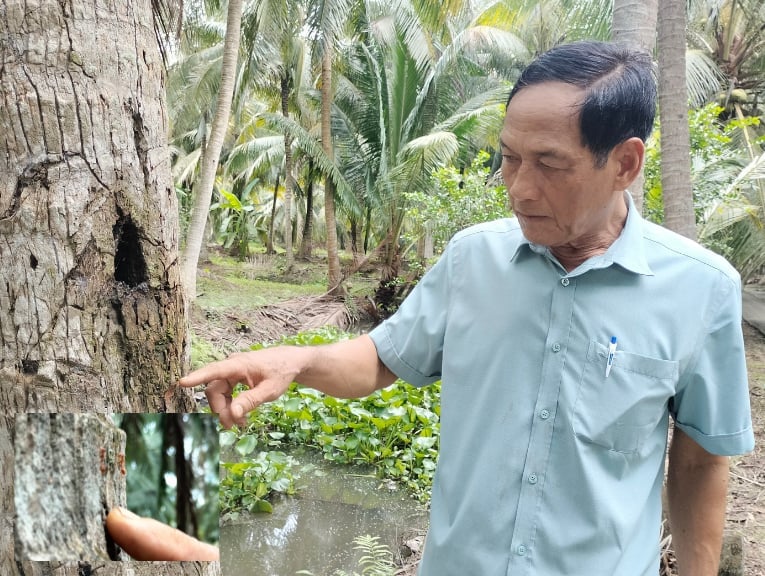 Ông Nguyễn Thanh Thế nuôi kiến vàng phòng trừ sâu đầu đen. Ảnh: Minh Đảm. Ông Nguyễn Thanh Thế nuôi kiến vàng phòng trừ sâu đầu đen. Ảnh: Minh Đảm.