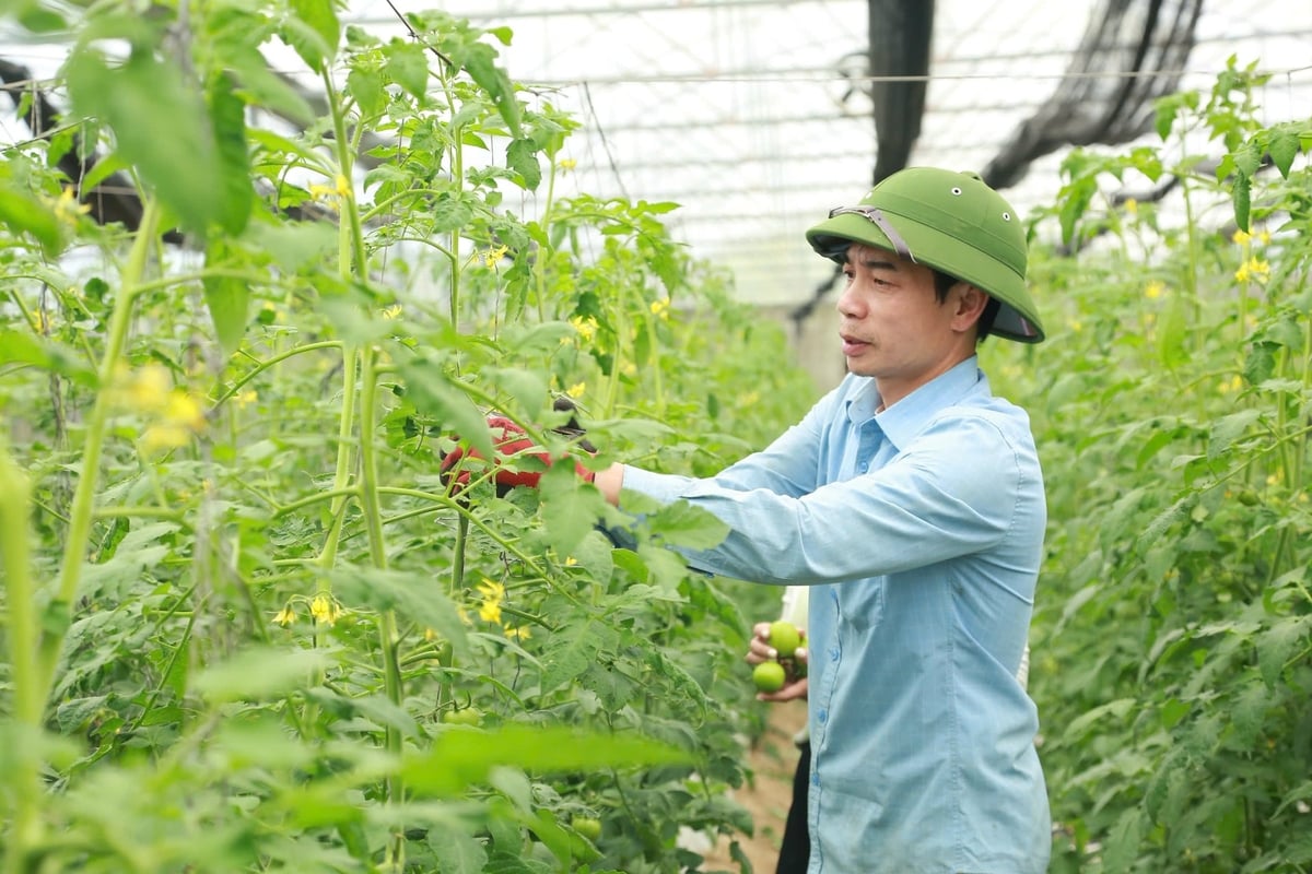 Nhiều mô hình nông nghiệp hữu cơ tại Lào Cai đã hình thành. Ảnh: Thanh Ngà.