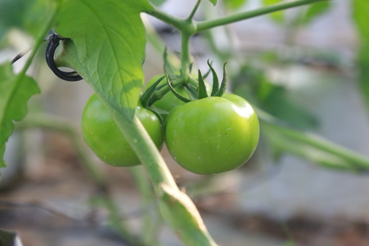 Sản phẩm nông sản hữu cơ giá thành thường cao hơn từ 15 - 20% so với sản phẩm thông thường. Ảnh: Thanh Ngà.