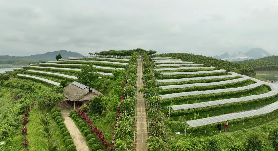 Công nghệ IoT được áp dụng trong hệ thống nhà màng, nhà lưới với hệ thống tưới tự động, giúp tăng năng suất từ 20 - 25%. Ảnh: Thanh Ngà.