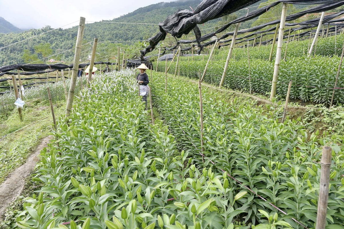 Nông dân xã Dền Sáng làm chủ kỹ thuật trồng ly xanh, sạch, an toàn. Ảnh: Bích Hợp.