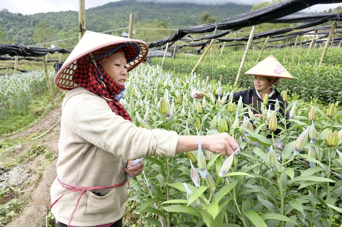 Hoa ly đang trở thành cây trồng mới mang lại thu nhập ổn định, góp phần xây dựng nông thôn mới ở Dền Sáng. Ảnh: Bích Hợp.