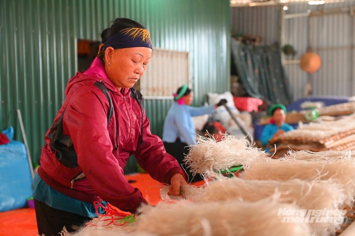 Sợi miến dong Bình Liêu có phần thô, to nhưng lại có độ dai, giòn, vị ngọt, bùi của củ dong già lấy đủ tinh chất từ thổ nhưỡng, khí hậu vùng đất biên cương. Ảnh: Cường Vũ. Sợi miến dong Bình Liêu có phần thô, to nhưng lại có độ dai, giòn, vị ngọt, bùi của củ dong già lấy đủ tinh chất từ thổ nhưỡng, khí hậu vùng đất biên cương. Ảnh: Cường Vũ.