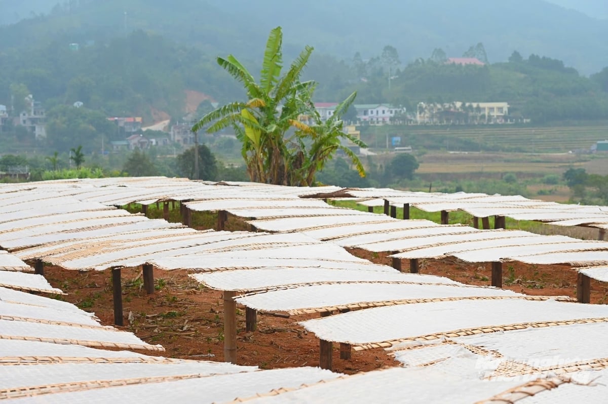 Phơi bánh miến dưới ánh nắng mặt trời. Ảnh: Cường Vũ. Phơi bánh miến dưới ánh nắng mặt trời. Ảnh: Cường Vũ.