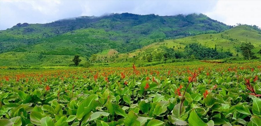 Cây dong riềng phát triển tốt nhờ khí hậu và thổ nhưỡng Bình Liêu. Ảnh: Cường Vũ. Cây dong riềng phát triển tốt nhờ khí hậu và thổ nhưỡng Bình Liêu. Ảnh: Cường Vũ.