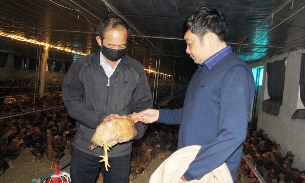 Mô hình nuôi gà của gia đình ông Lê Văn Đặng. Ảnh: Phạm Minh.