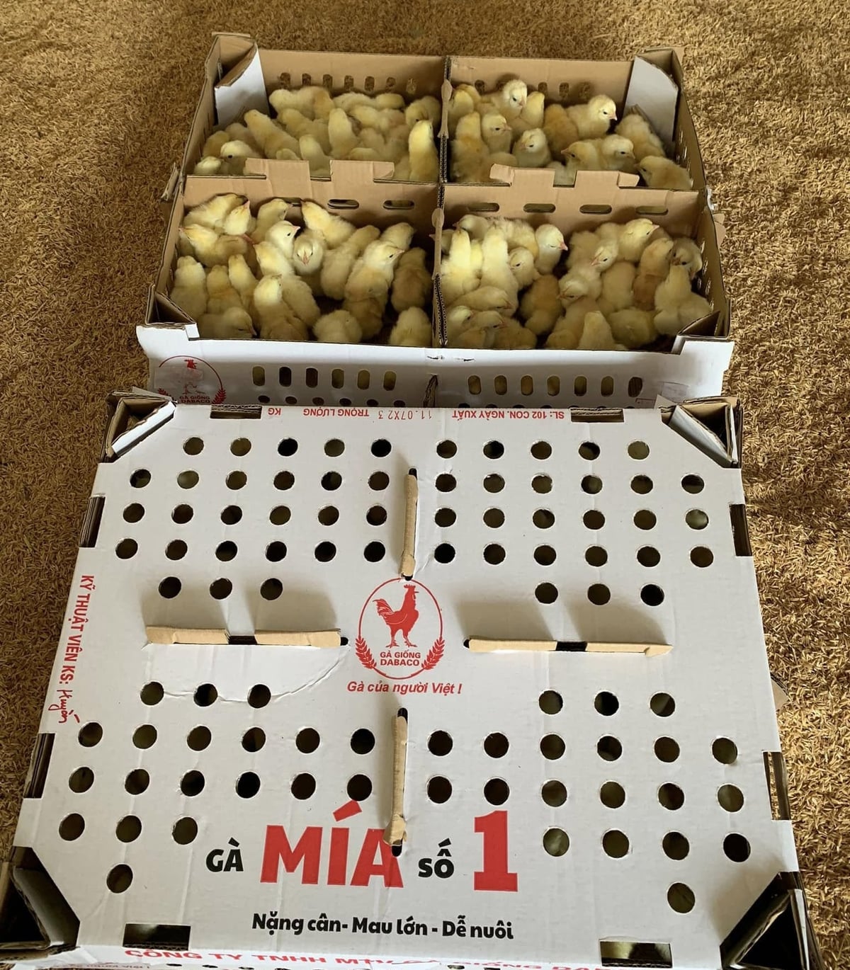 Giống gà Mía số 1 Dabaco có ưu điểm nặng cân, mau lớn, dễ nuôi, dễ bán. Ảnh: Khánh Dương. Giống gà Mía số 1 Dabaco có ưu điểm nặng cân, mau lớn, dễ nuôi, dễ bán. Ảnh: Khánh Dương.