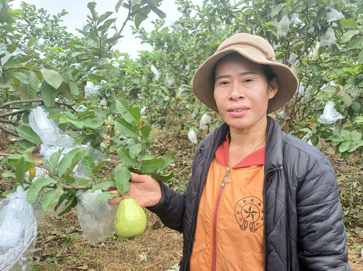 Cây ổi đã giúp nhiều hộ dân tại phường An Phong nâng cao thu nhập và ổn định sinh kế. Ảnh: Hoàng Phong.