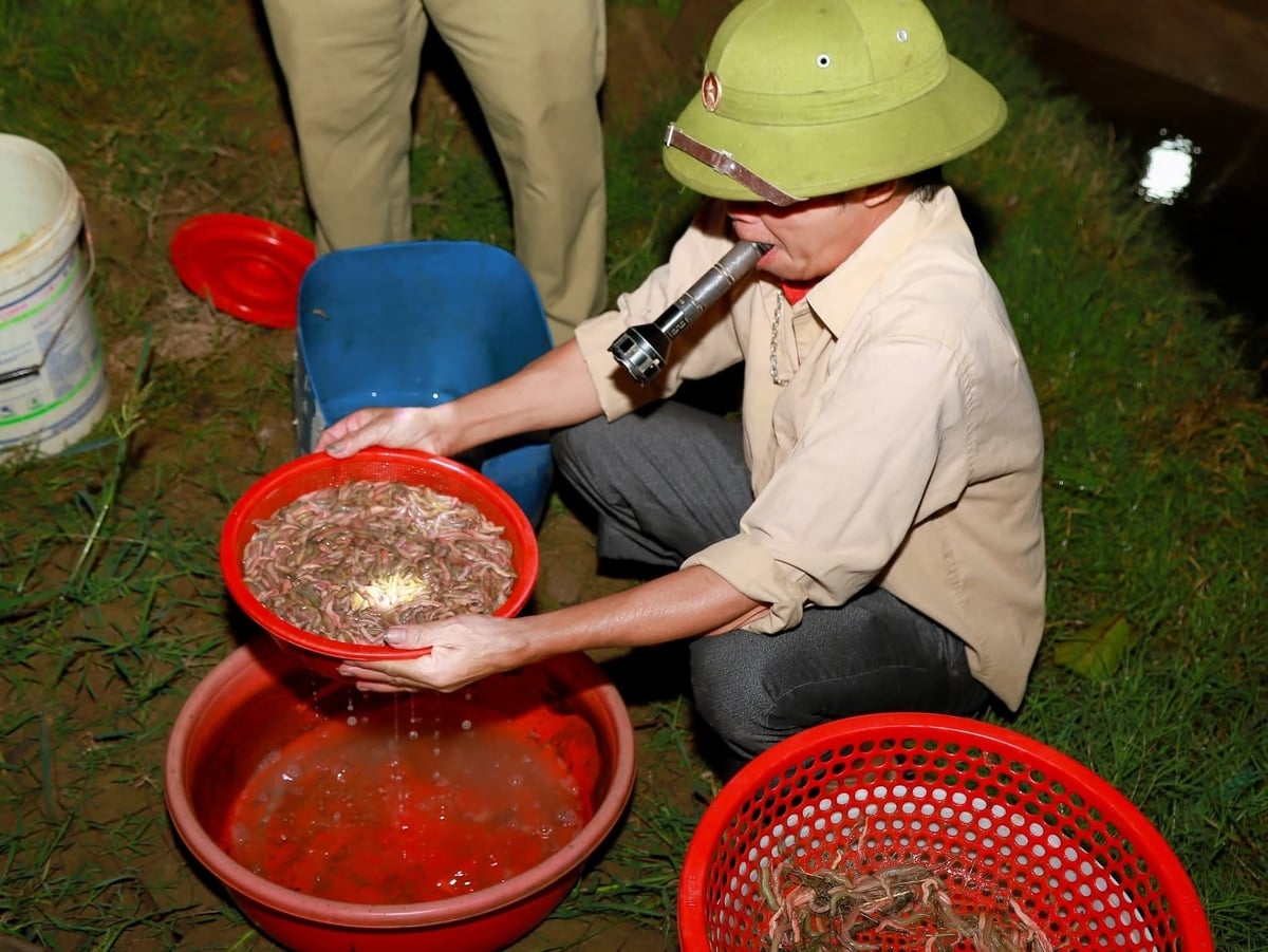 Nông dân Đông Triều thu hoạch rươi. Ảnh: Hồng Ngát. 