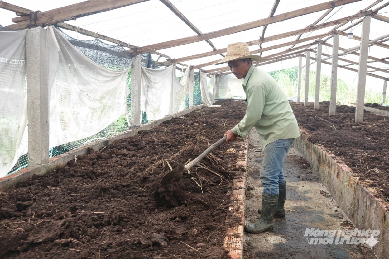 Chất thải chăn nuôi là nguồn đầu vào nuôi trùn quế hoặc xử lý vi sinh ủ thành phân hữu cơ bón lại cho cây trồng. Ảnh: Trung Chánh.