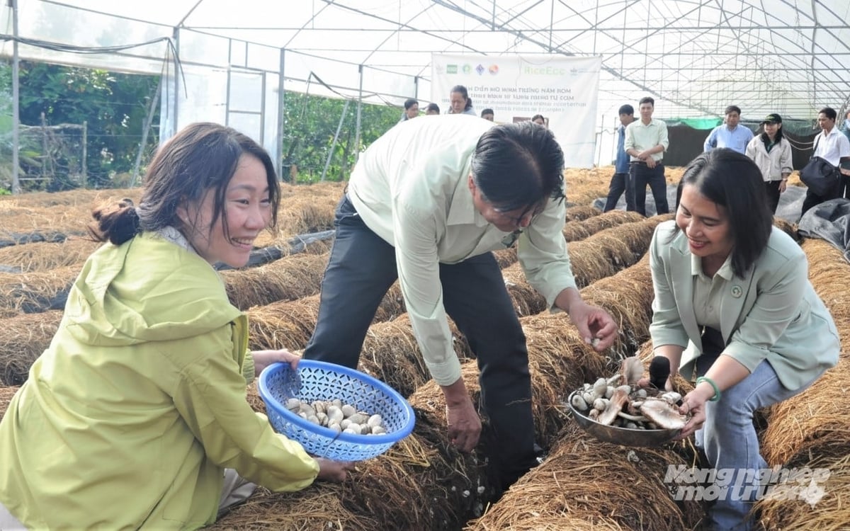 Rơm được thu gom để trồng nấm, vừa giảm ô nhiểm môi trường vừa cho thu nhập thứ 2 cho nông dân sau hạt lúa. Ảnh: Trung Chánh.