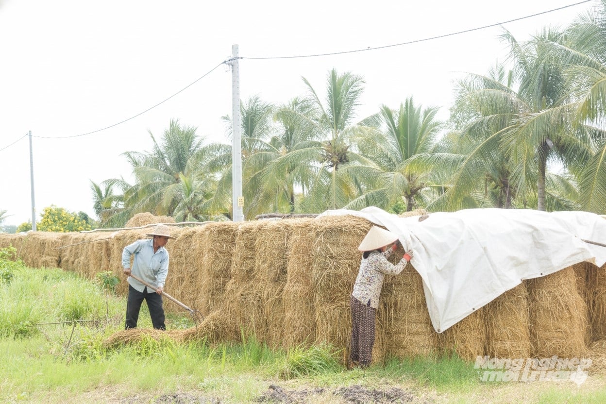 Rơm rạ được thu gom để làm giá thể trồng nấm, ủ phân hữu cơ hoặc sử dụng chế phẩm vi sinh xử lý thành dinh dưỡng ngay trên đồng ruộng. Ảnh: Trung Chánh.