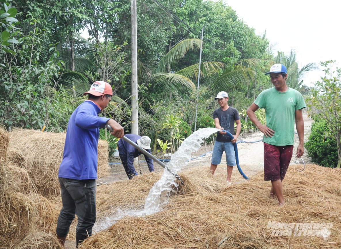 Xử lý rơm để trồng nấm, sau trồng nấm tạo ra phân hữu cơ bón lại cho đồng ruộng. Ảnh: Trung Chánh.