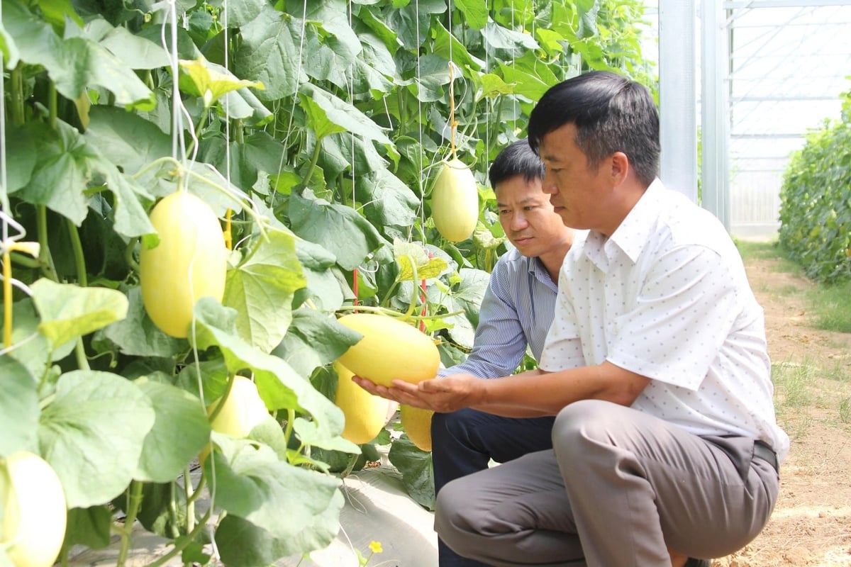 Trồng dưa lưới công nghệ cao trên địa bàn tỉnh Khánh Hòa. Ảnh: KS.