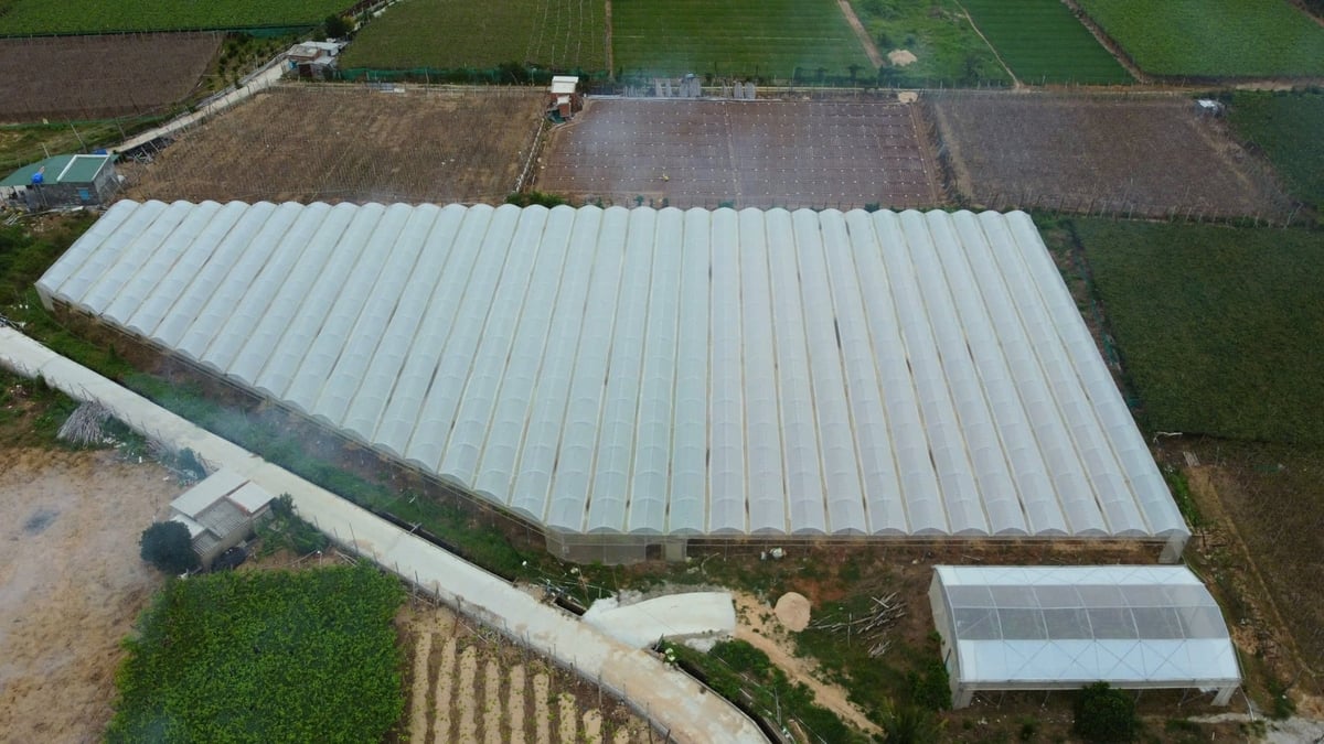 Tỉnh Khánh Hòa đang đẩy mạnh ứng dụng nông nghiệp công nghệ cao. Ảnh: KS.