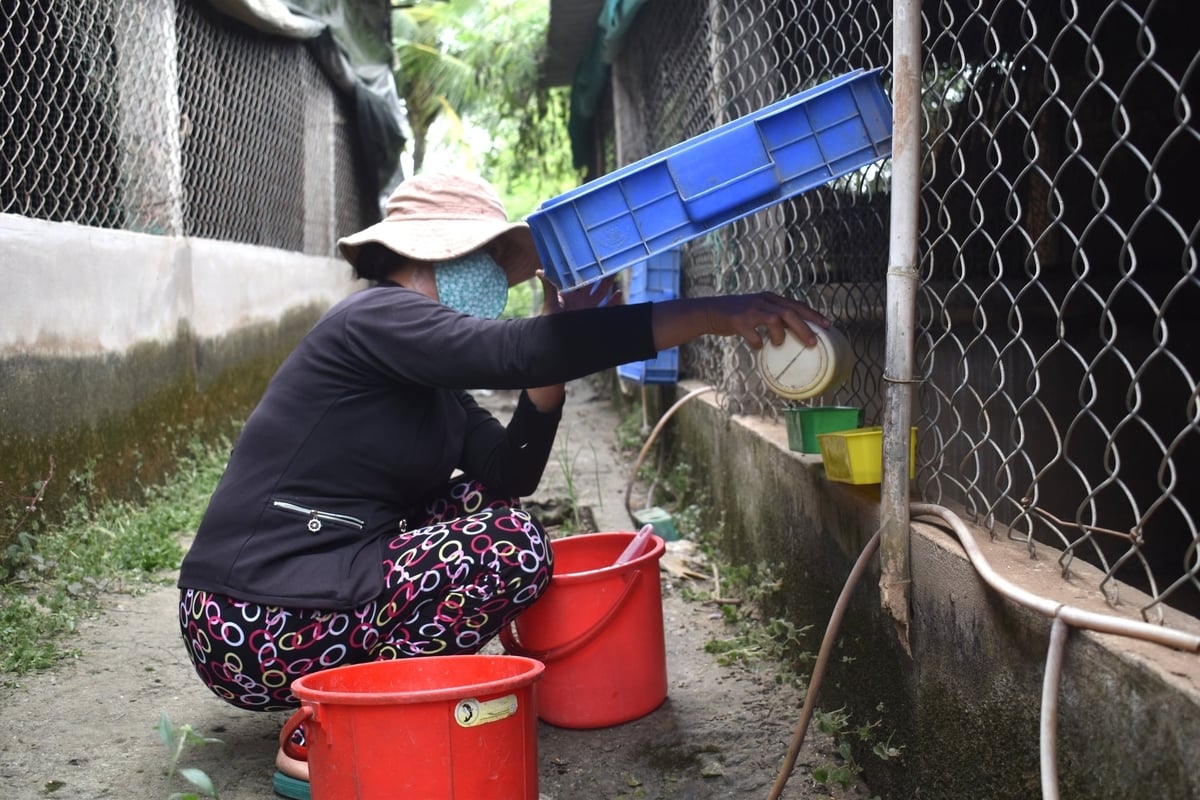 Chim công rất dễ chăm sóc, không khác chăm gà là mấy. Ảnh: Minh Đảm.