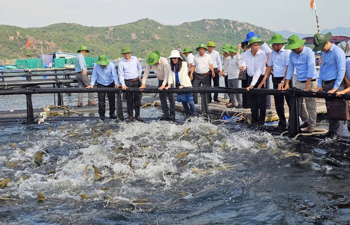 Tỉnh Khánh Hòa chuyển mình mạnh mẽ từ các mô hình nuôi biển công nghiệp ứng dụng công nghệ cao. Ảnh: KS.