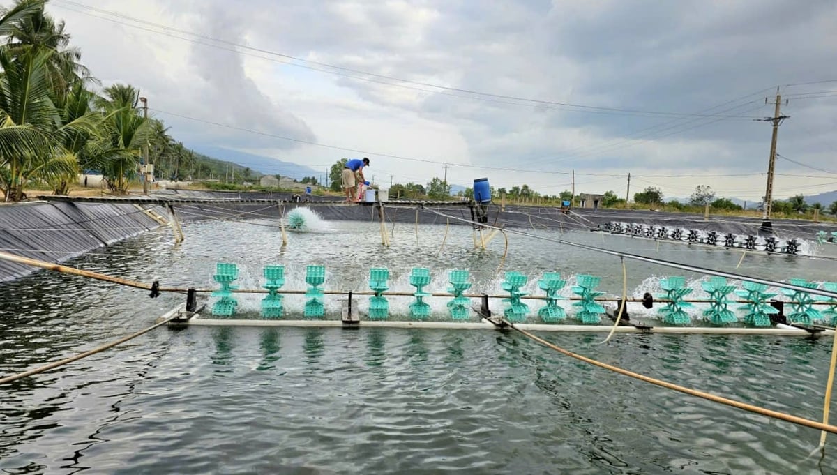 Ngành nuôi trồng thủy sản giai đoạn năm 2021-2025 đạt kết quả ấn tượng. Ảnh: KS.