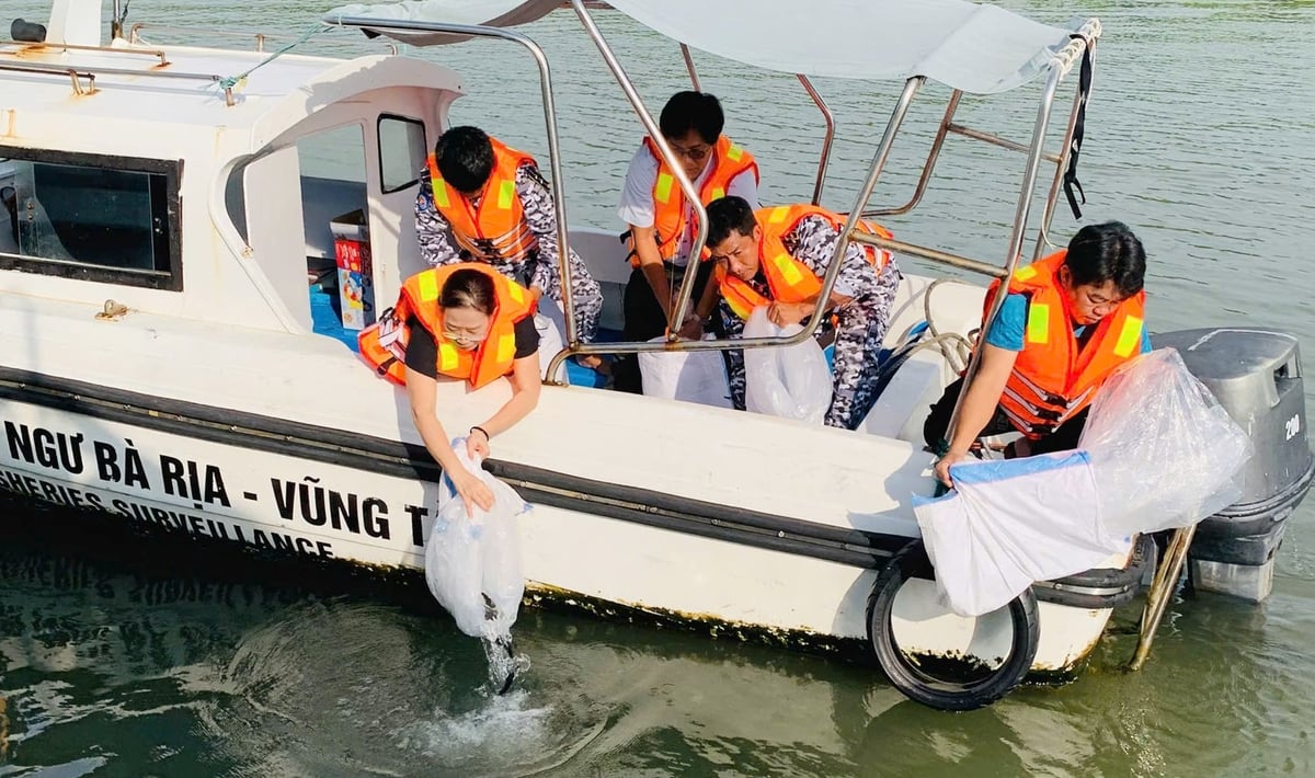 Chi cục Thủy sản và Kiểm ngư TP.HCM thả cá giống tại khu vực Khu Dự trữ sinh quyển Cần Giờ. Ảnh: QK.