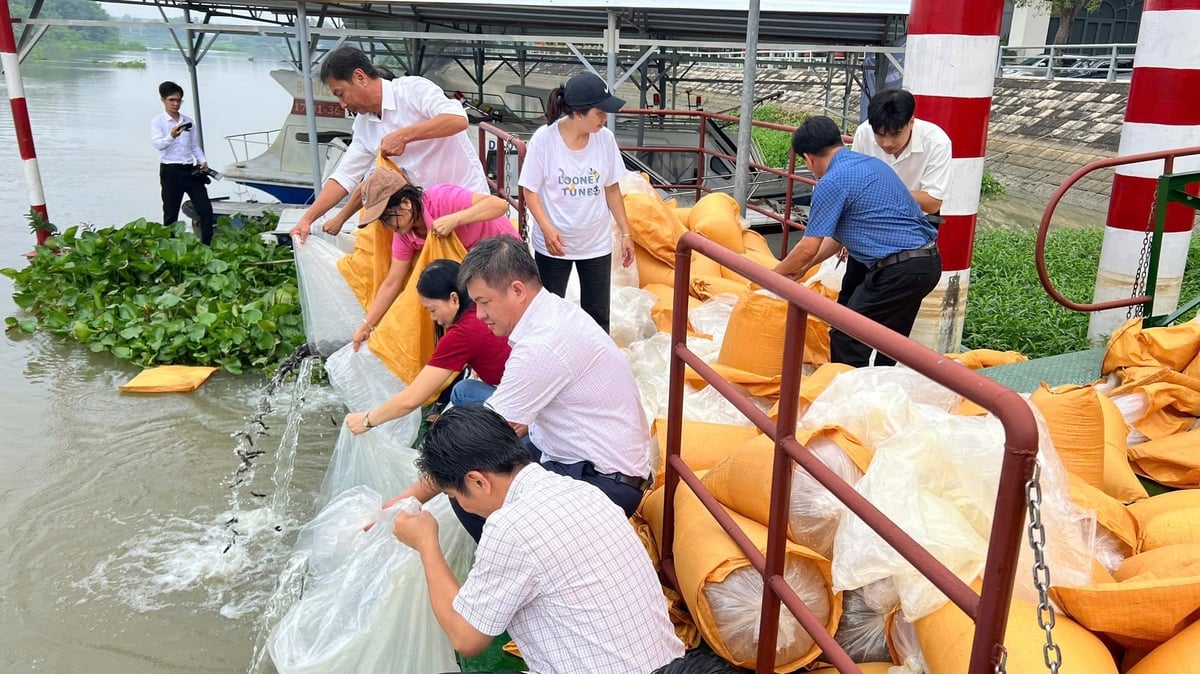 Hai loại cá giống được thả là cá Lăng đuôi đỏ và cá Mú, phù hợp với môi trường nước, nâng cao tỷ lệ sống. Ảnh: QK.