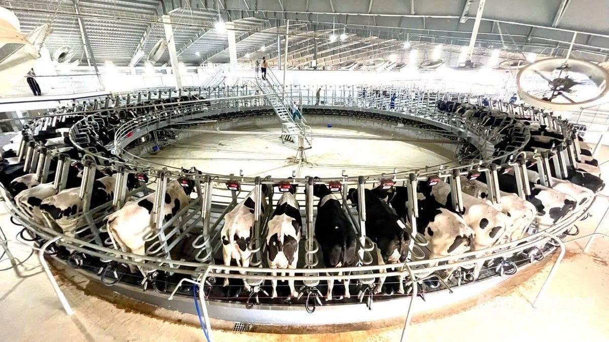 Khu chăn nuôi bò sữa của Tập đoàn TH true Milk. Ảnh: Quốc Toản.
