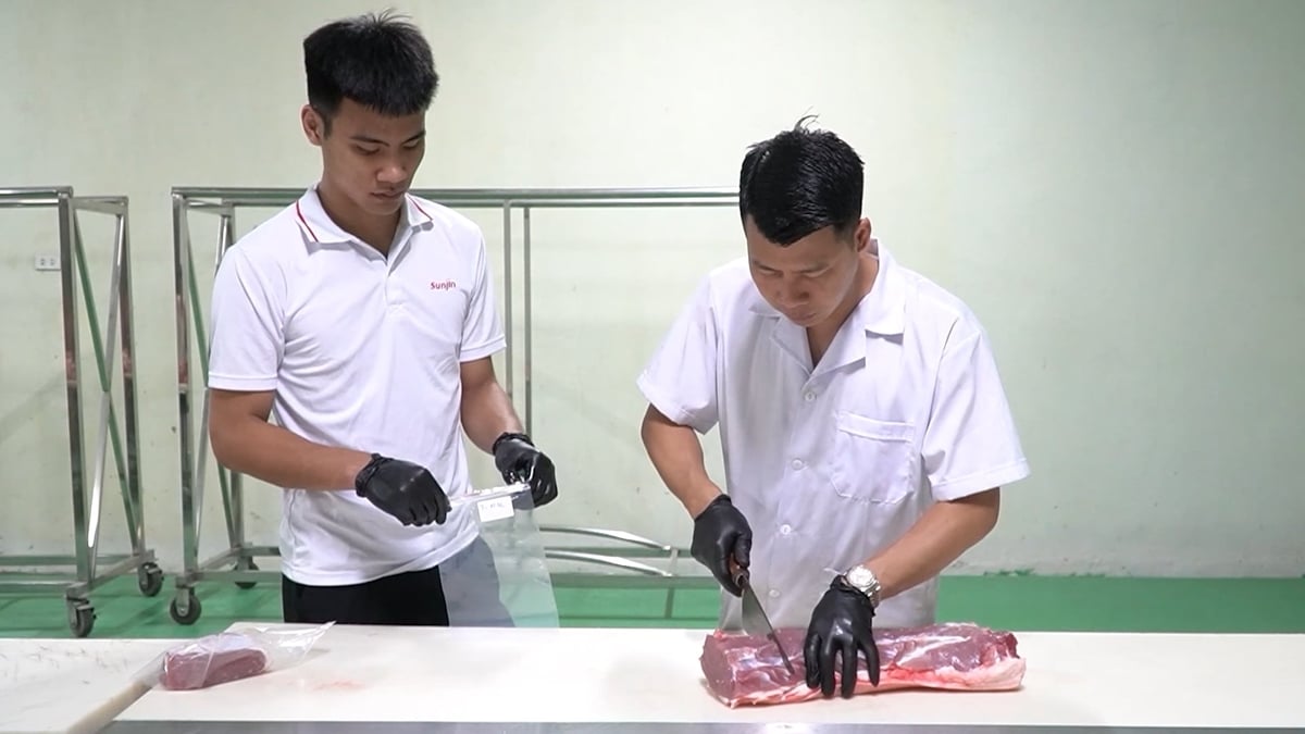Đơn vị nghiên cứu lấy mẫu kiểm tra chất lượng lợn thịt có bổ sung nguyên liệu bột chè xanh. Ảnh: Quang Linh.