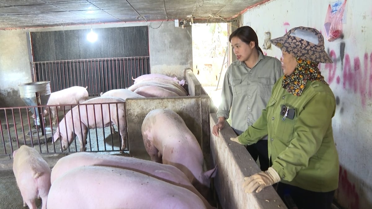 Trang trại nuôi lợn thịt bổ sung nguyên liệu chè xanh của Hợp tác xã Toàn Liễu. Ảnh: Quang Linh.