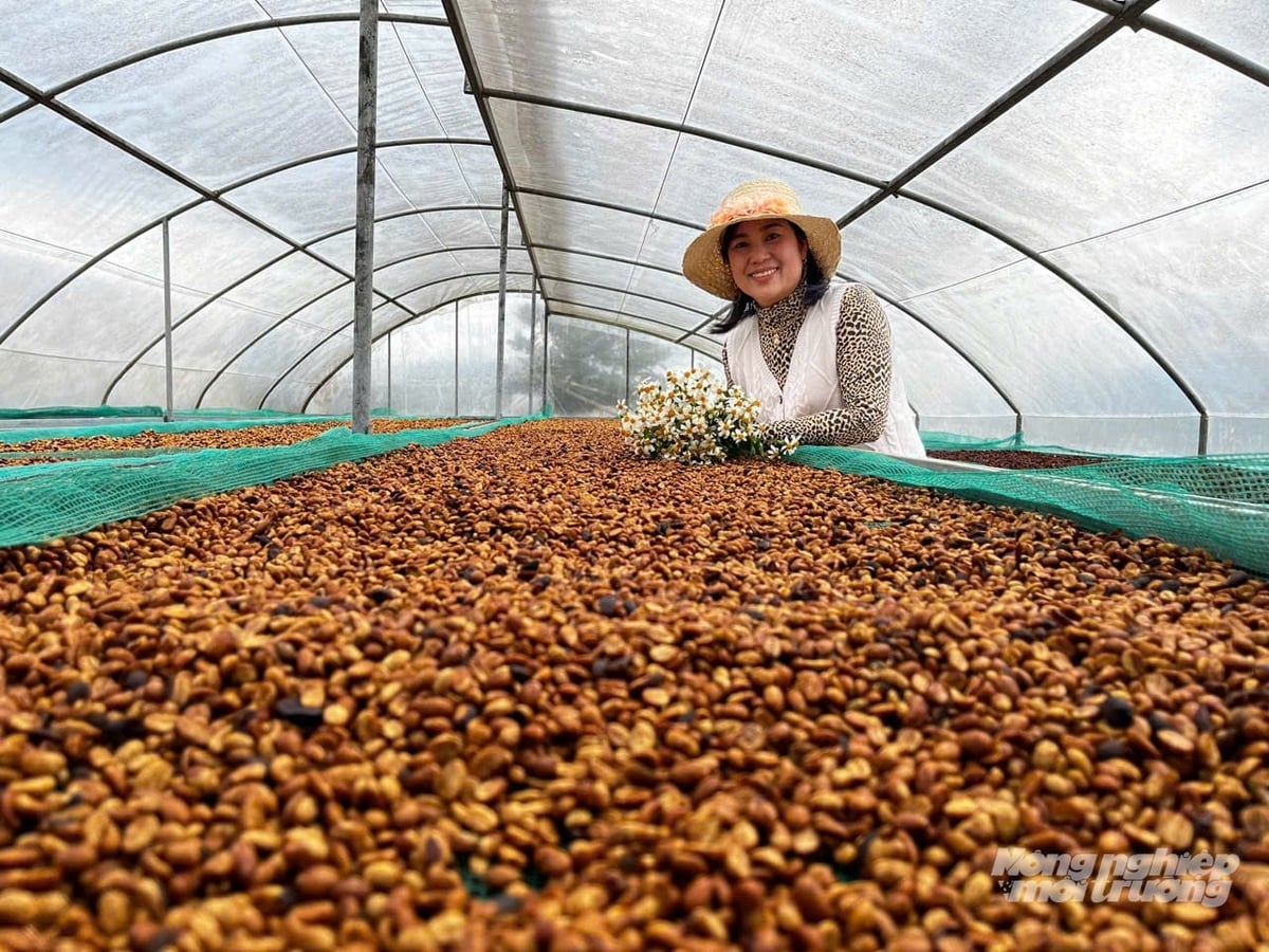 Sản phẩm cà phê nông lâm kết hợp từng bước đáp ứng các quy định của EU. Ảnh: Võ Dũng.