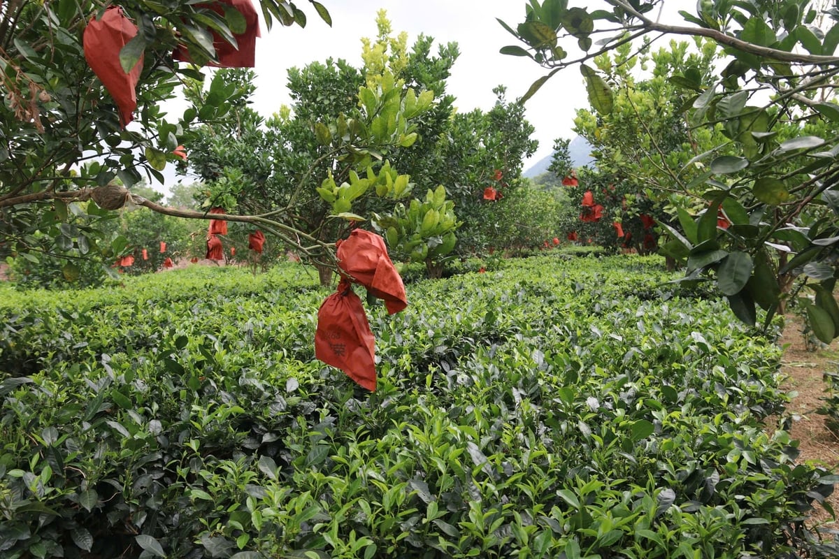 Vùng chè được trồng xen canh với bưởi nhằm tận dụng đất đai và tạo hệ sinh thái canh tác bền vững. Ảnh: Hồng Ngọc.