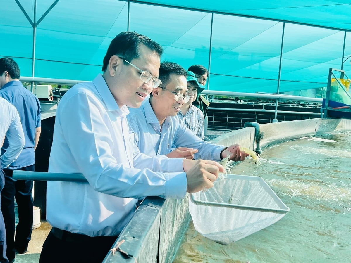 Ông Ngô Vũ Thăng, Phó Chủ tịch UBND tỉnh Cà Mau, cùng lãnh đạo Sở Nông nghiệp và Môi trường tham quan mô hình nuôi tôm công nghệ cao tại xã Vĩnh Hậu. Ảnh: Trọng Linh.