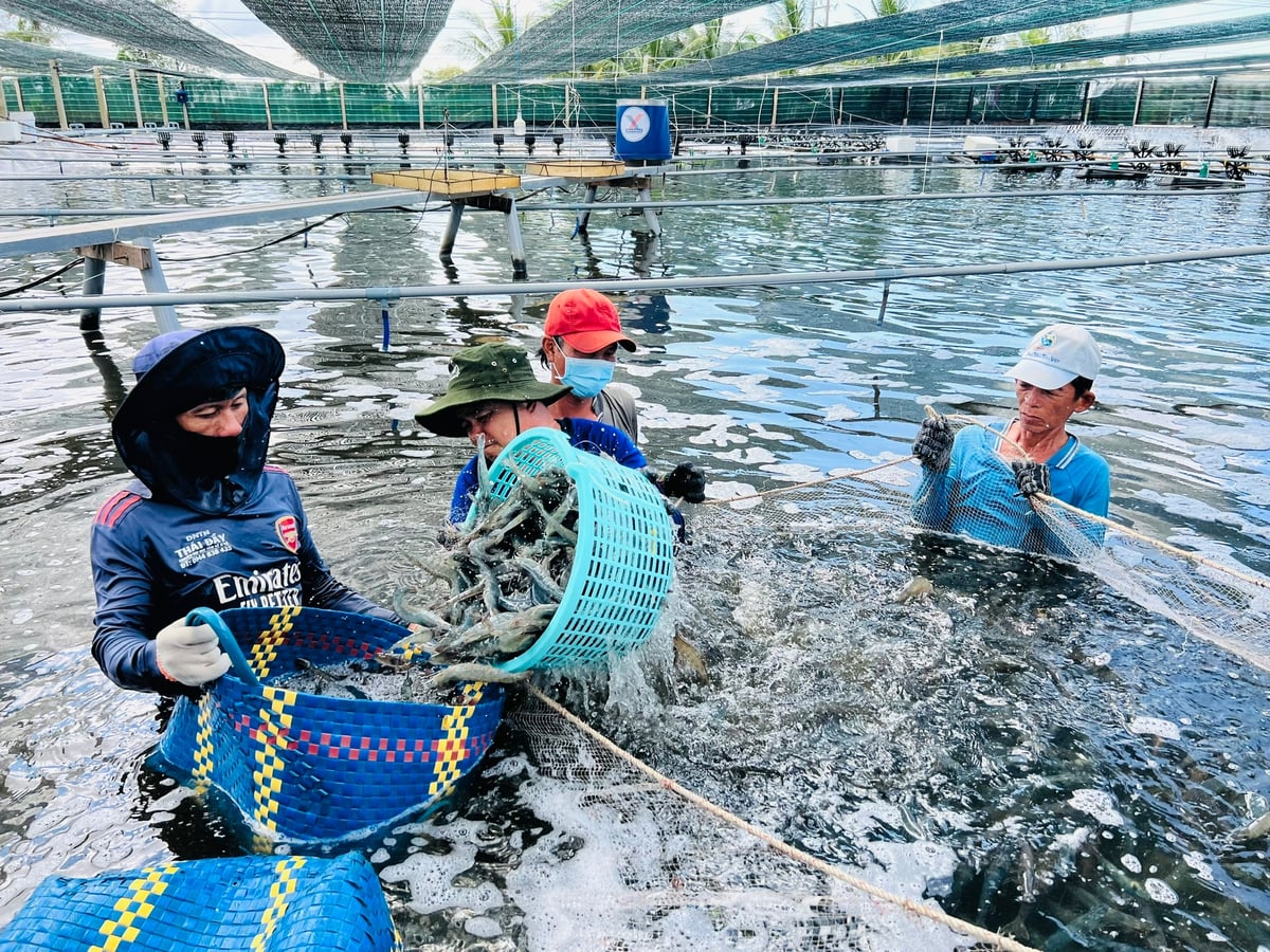 Các hộ nuôi dọc tuyến đê biển Đông thu hoạch tôm. Ảnh: Trọng Linh.